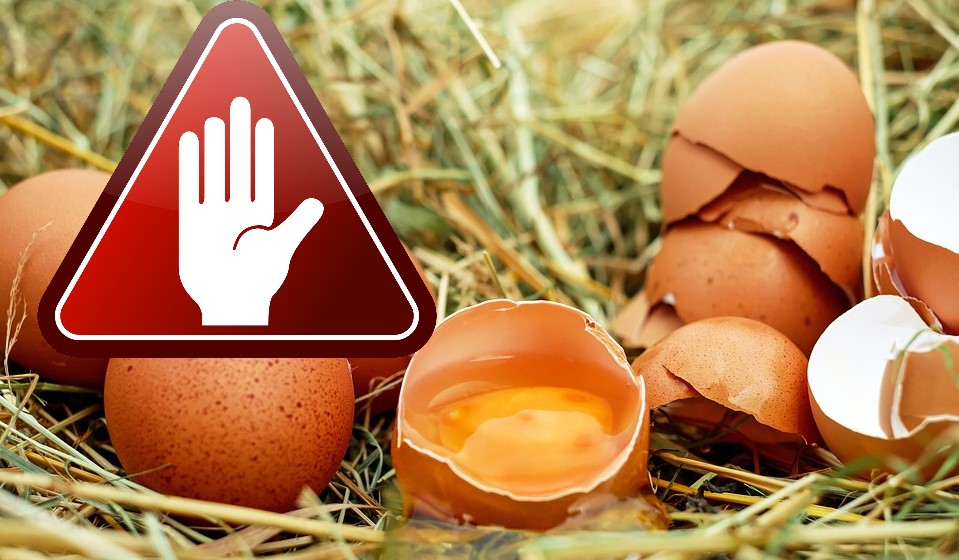 Bildergebnis fÃ¼r Eier aus Bodenhaltung zurÃ¼ck.kostenlosen bilder