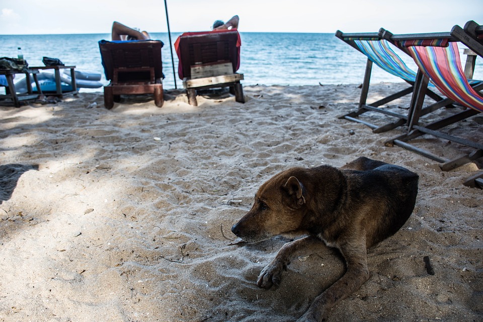 Urlaub im Süden: Diese Risiken bestehen für Hunde