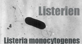 Warnung Listerien Adler Restaurant In Hanau Warnt Vor Bestimmten Speisen Produktwarnungen Produktruckrufe Und Verbraucherwarnungen